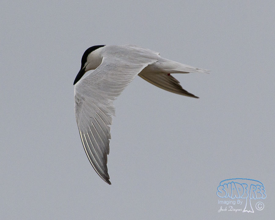 Gull-Billed Tern - Gelochelidon nilotica