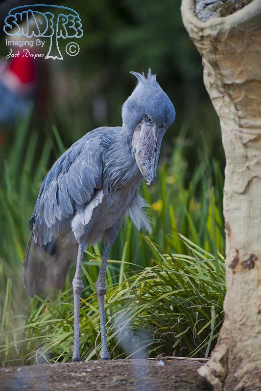 Shoe-Billed Stork - Balaeniceps rex