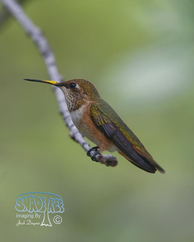 Rufous Hummingbird - Selasphorus rufus