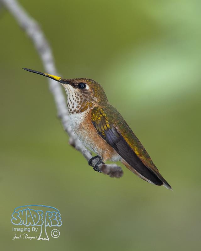 Rufous Hummingbird - Selasphorus rufus
