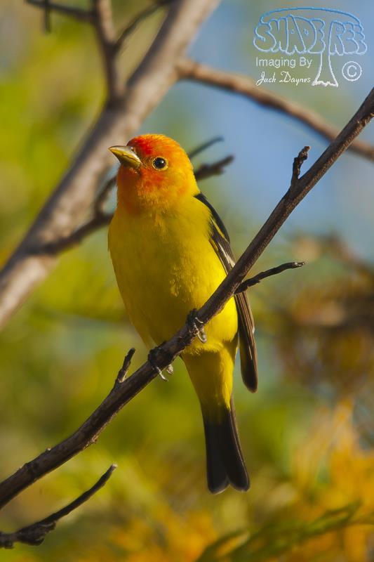 Western Tanager - Piranga ludoviciana