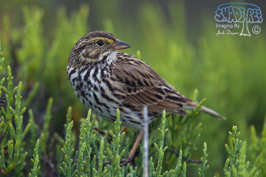 Savannah Sparrow - Passerculus sandwichensis