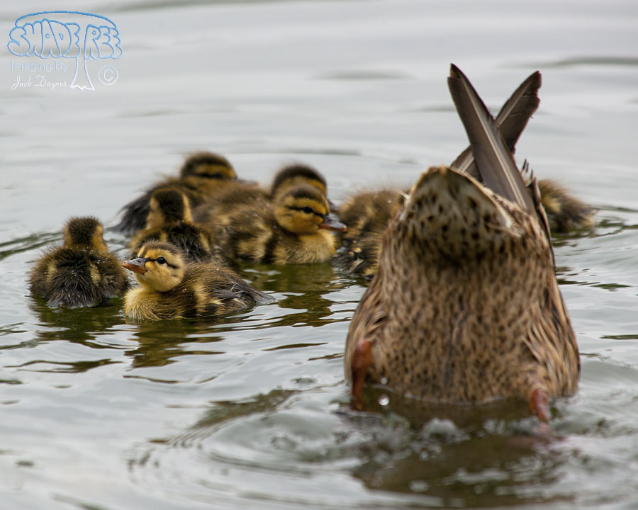 Mallard - Anas platyrhynchos