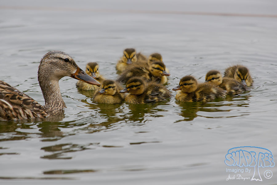 Mallard - Anas platyrhynchos