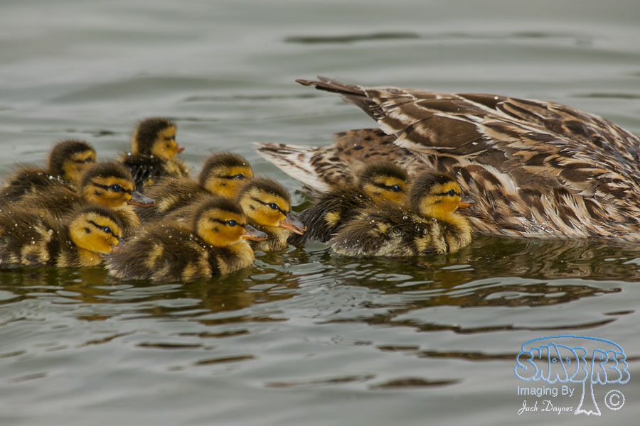 Mallard - Anas platyrhynchos