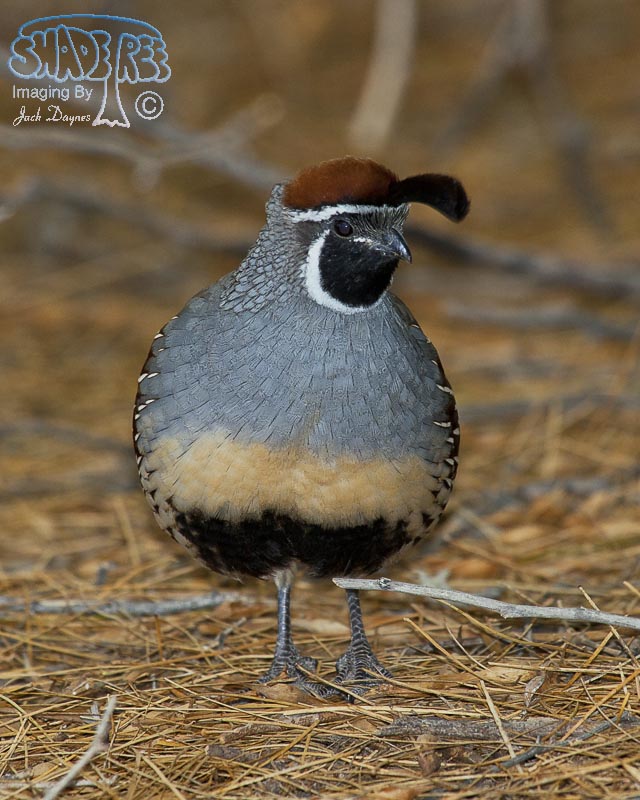 Gambel's Quail - Callipepla gambelii