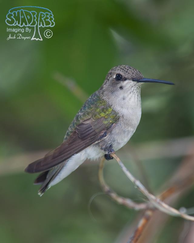 Costa's Hummingbird - Calypte costae