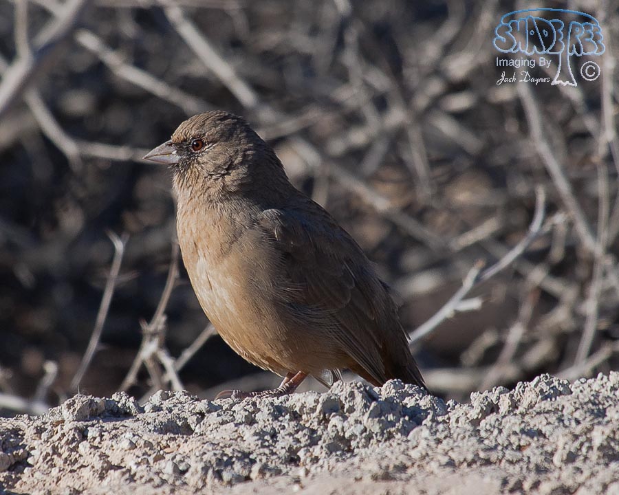Abert's Towhee - Melozone aberti