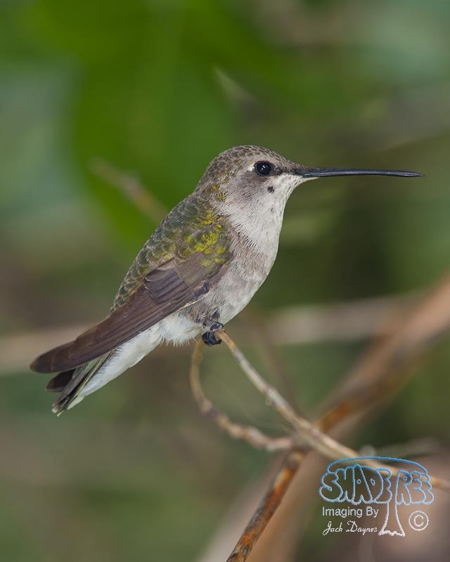 Costa's Hummingbird - Calypte costae
