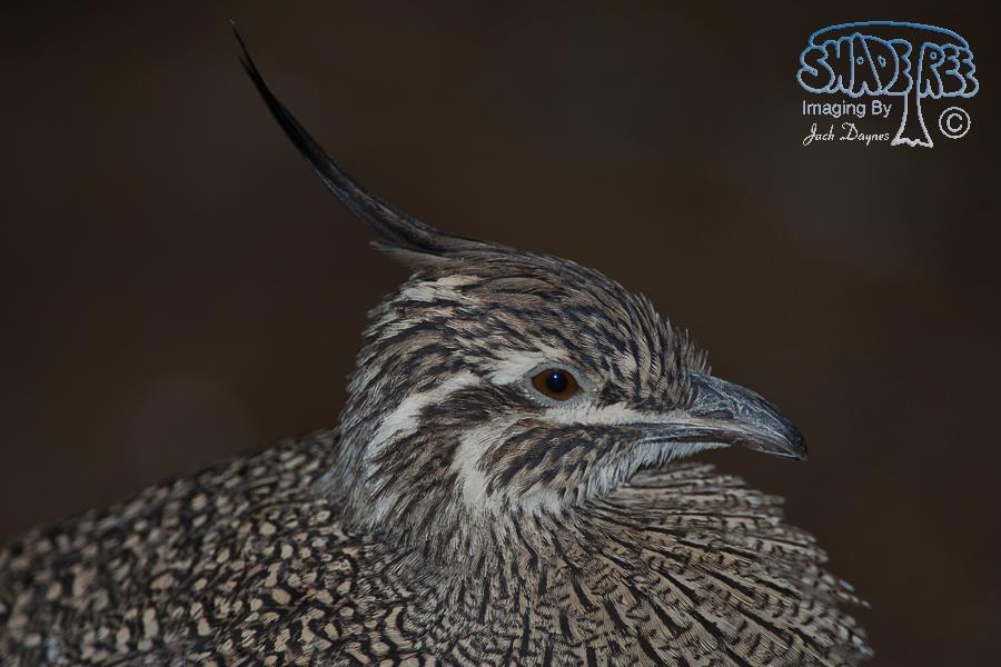 Elegant Crested Tinamou - Eudromia elegans