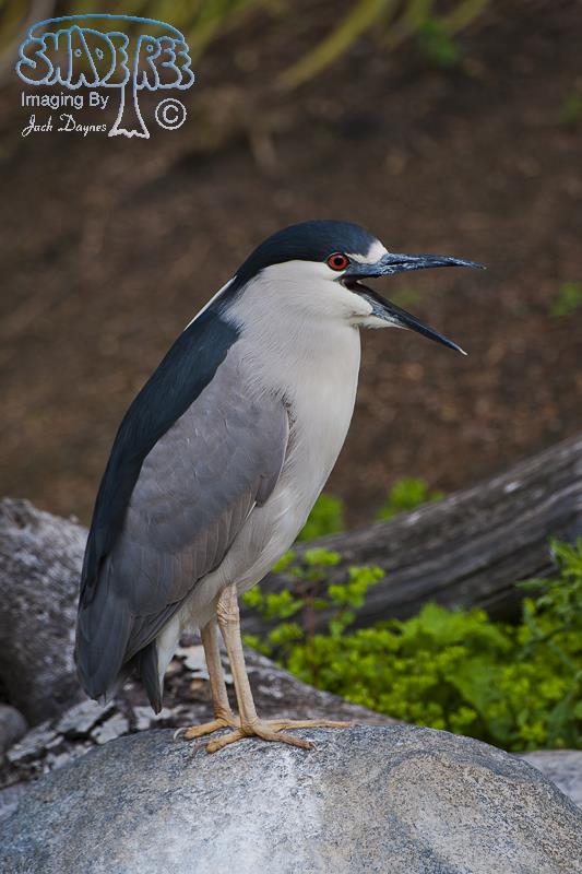 Black-Crowned Night-Heron