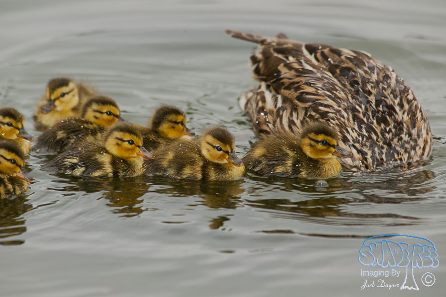 Mallard - Anas platyrhynchos