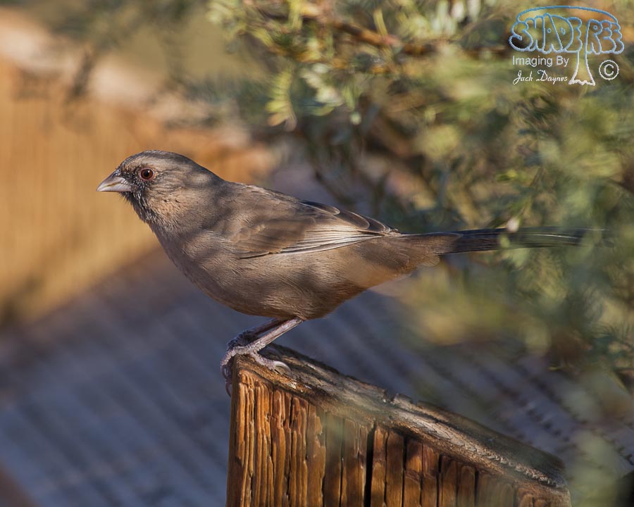 Abert's Towhee - Melozone aberti