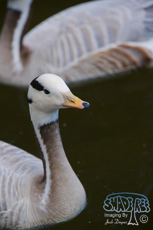Bar-Headed Goose - Anser indicus