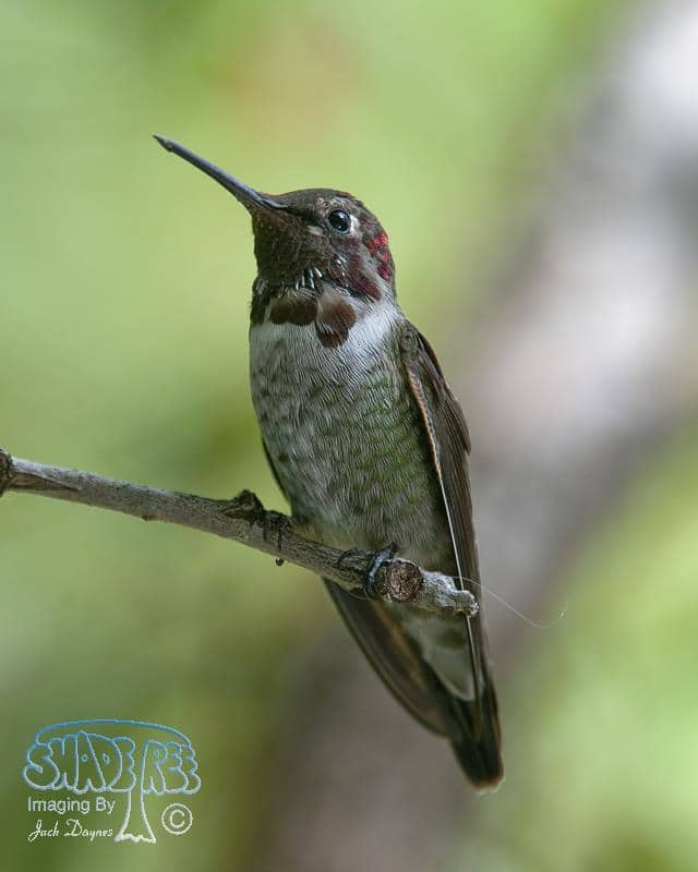 Anna's Hummingbird - Calypte anna