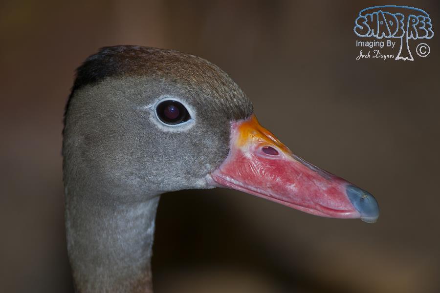 Black-bellied Whistling Duck - Dendrocygna autumnalis