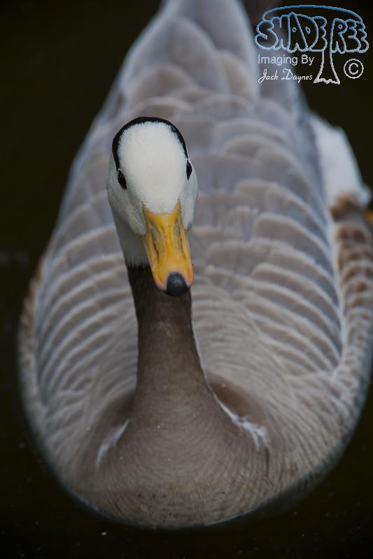 Bar-Headed Goose - Anser indicus