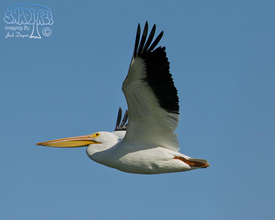 American White Pelican - Pelecanus erythrorhynchos