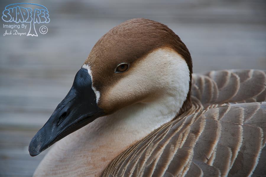 Swan Goose - Anser cygnoides