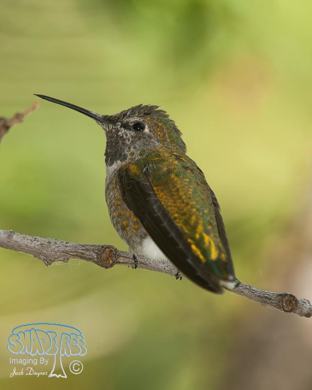 Broad-Tailed Hummingbird - Selasphorus platycercus