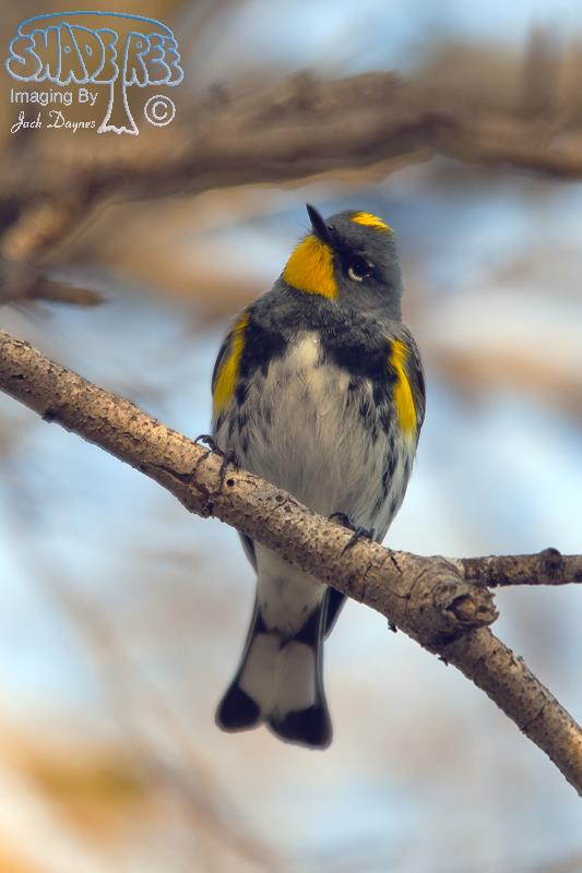 Yellow-Rumped Warbler - Setophaga coronata auduboni