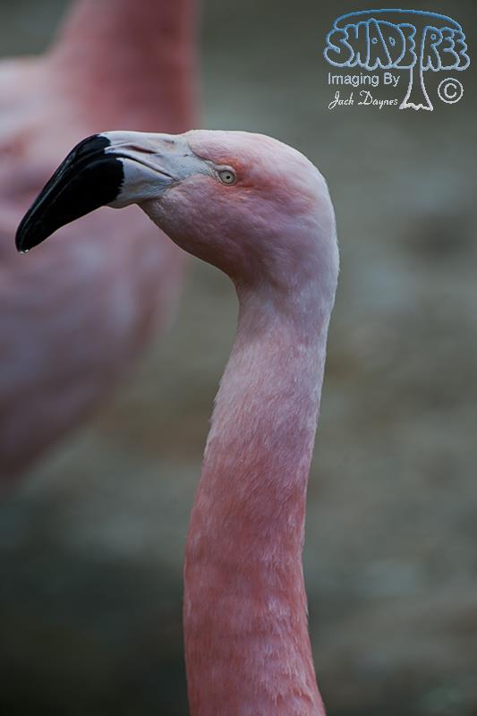 Chilean Flamingo - Phoenicopterus chilensis
