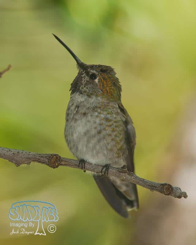 Broad-Tailed Hummingbird - Selasphorus platycercus