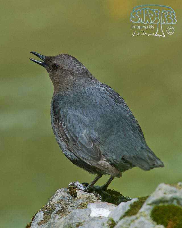 American Dipper - Cinclus mexicanus