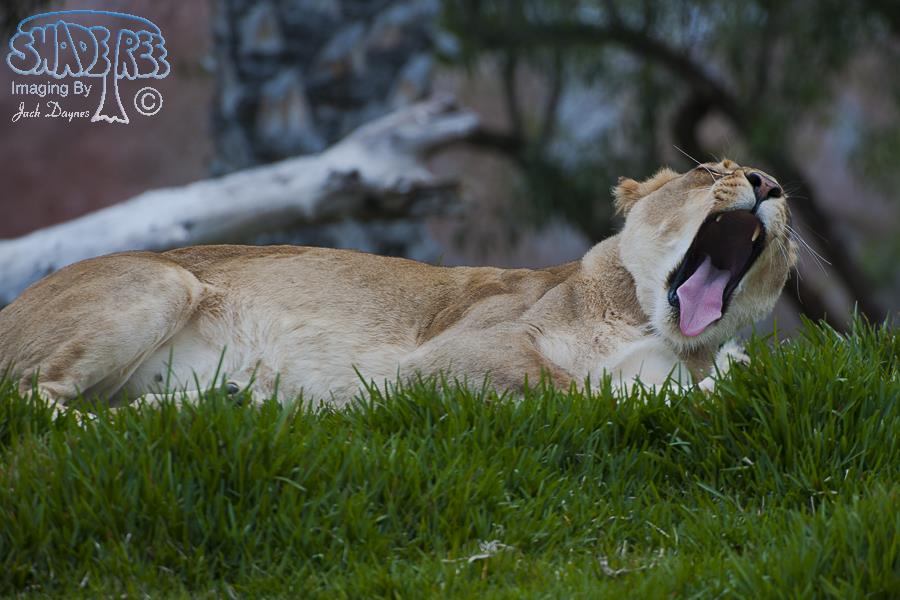 African Lion - Panthera leo