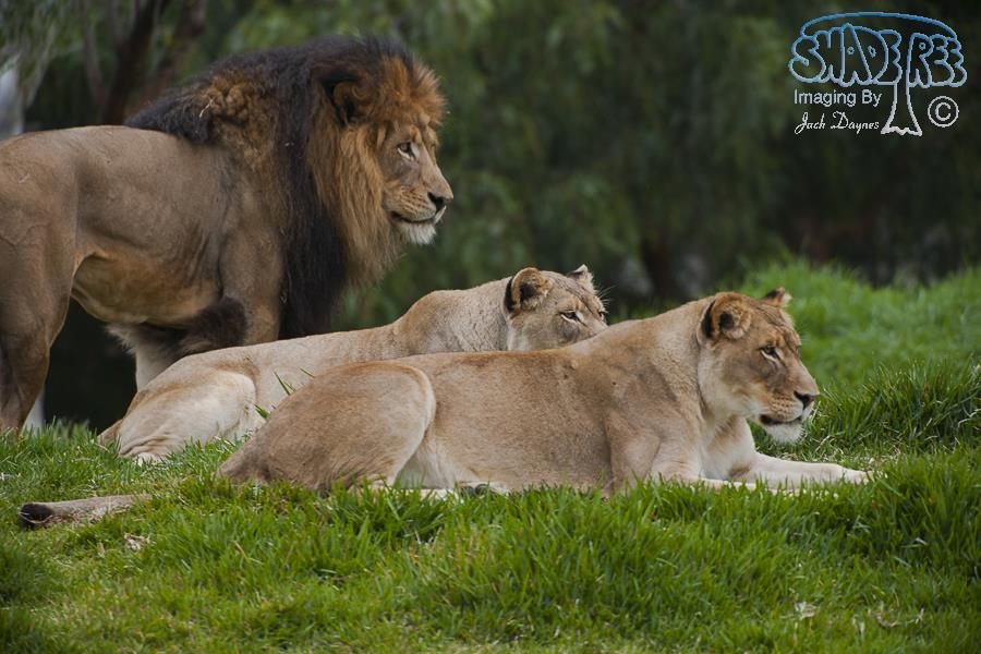 African Lion - Panthera leo