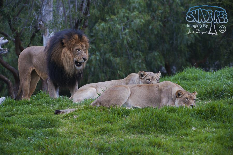 African Lion - Panthera leo