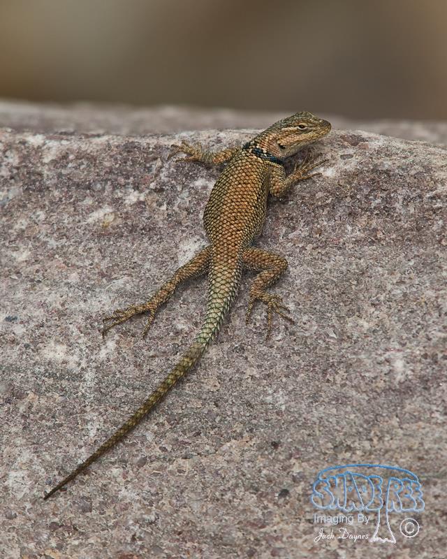 Desert Spiny Lizard - Sceloporus magister
