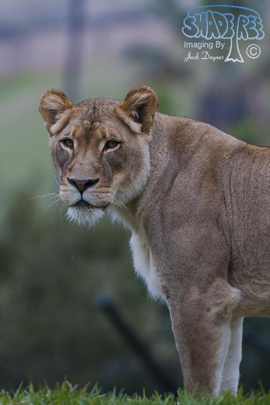 African Lion - Panthera leo