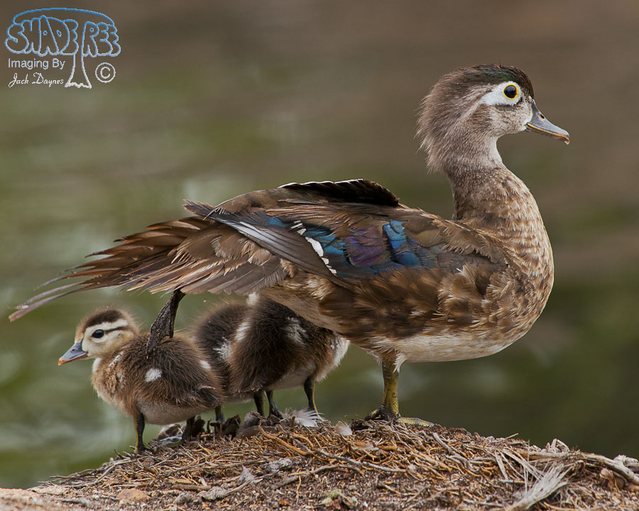 Wood Duck - Aix sponsa