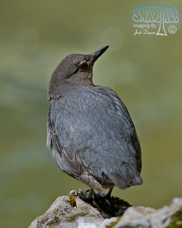 American Dipper - Cinclus mexicanus
