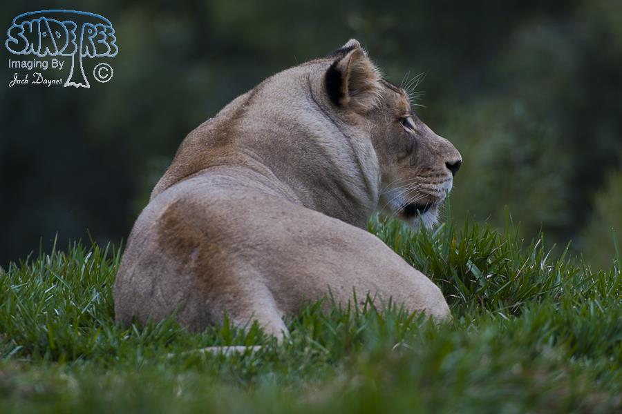 African Lion - Panthera leo