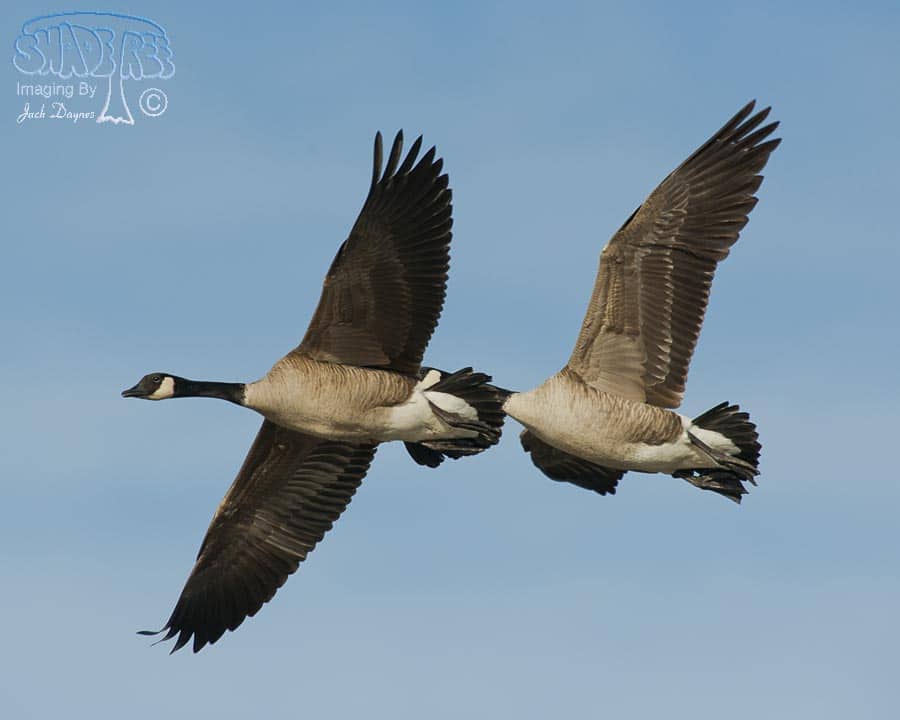 Canada Goose - Branta canadensis