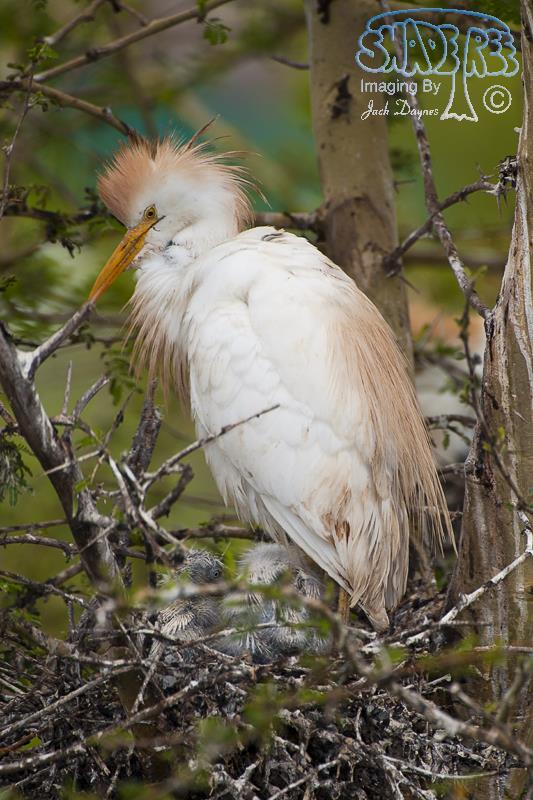 Cattle Egret - Bubulcus ibis