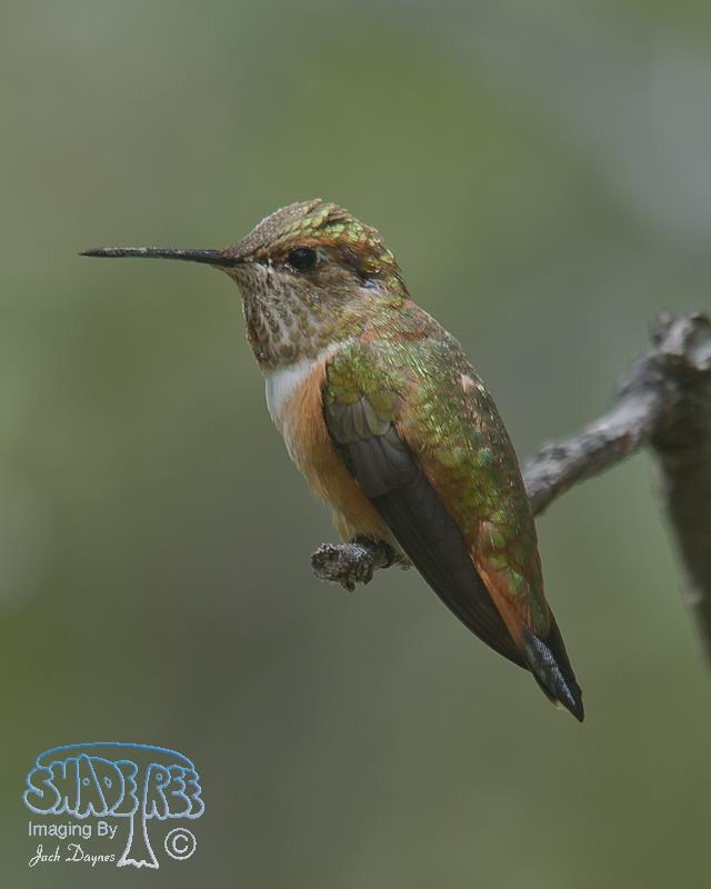 Rufous Hummingbird - Selasphorus rufus