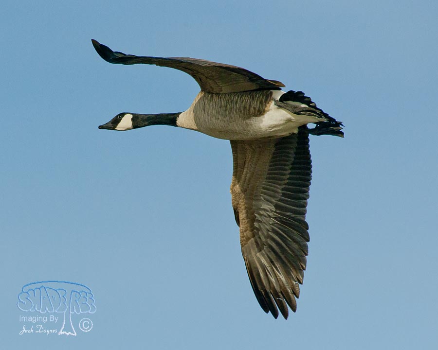 Canada Goose - Branta canadensis