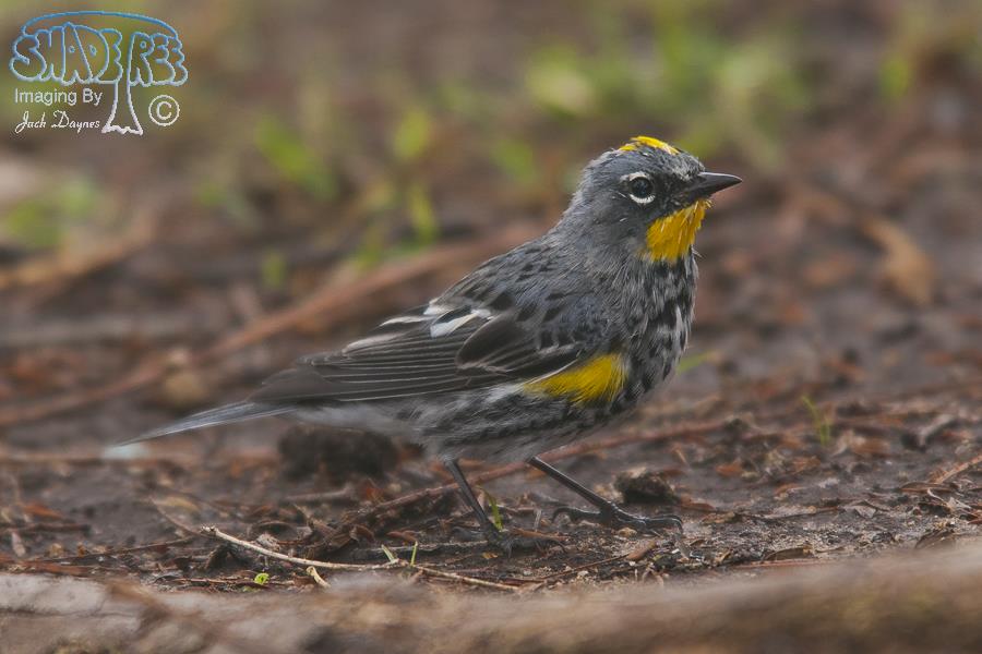 Yellow-Rumped Warbler - Setophaga coronata auduboni