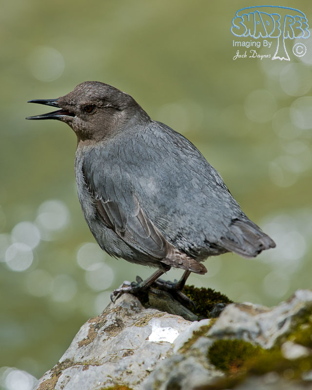 American Dipper - Cinclus mexicanus