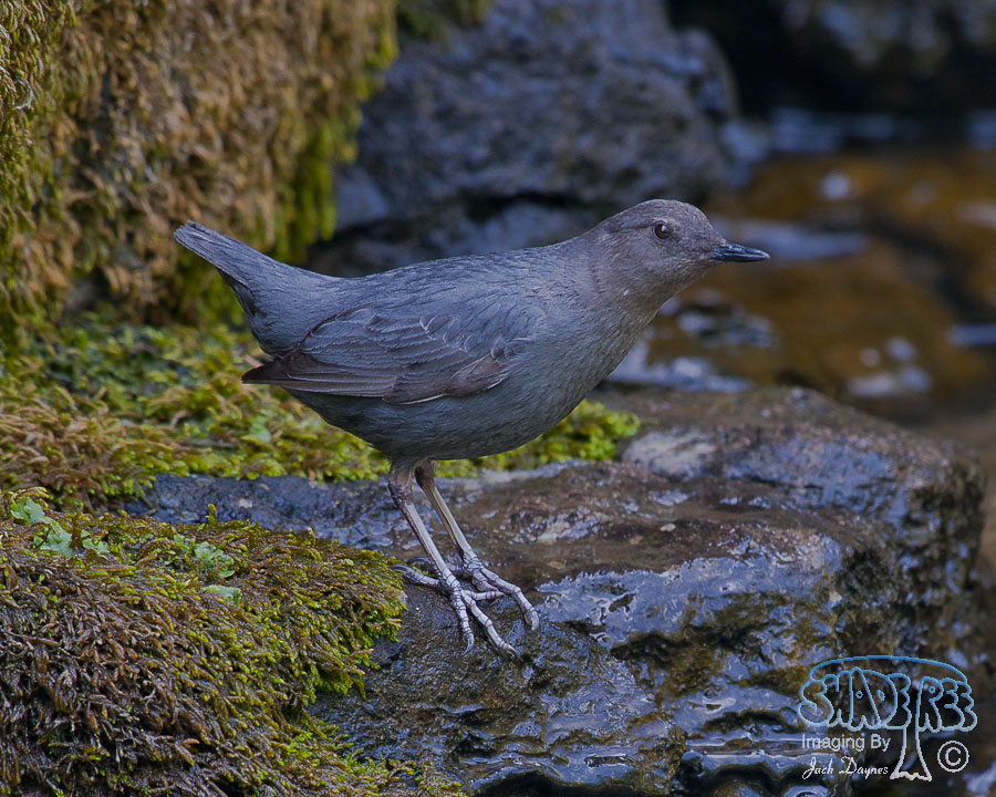 American Dipper - Cinclus mexicanus