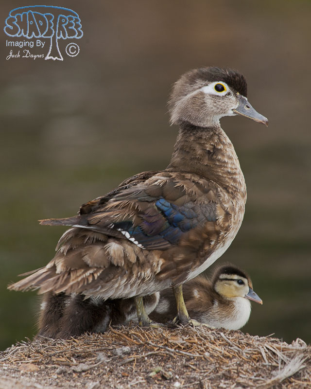 Wood Duck - Aix sponsa
