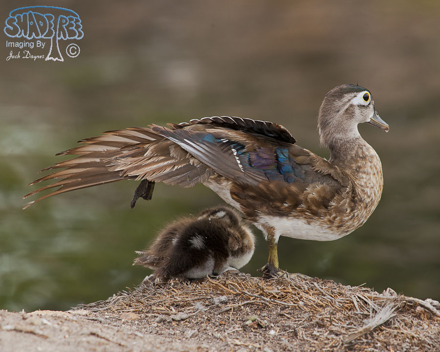 Wood Duck - Aix sponsa