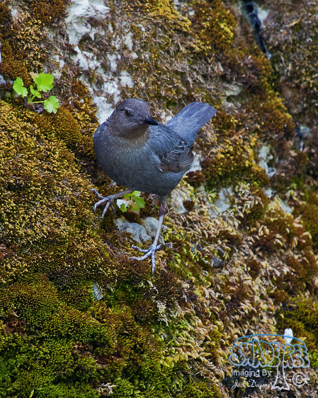 American Dipper - Cinclus mexicanus