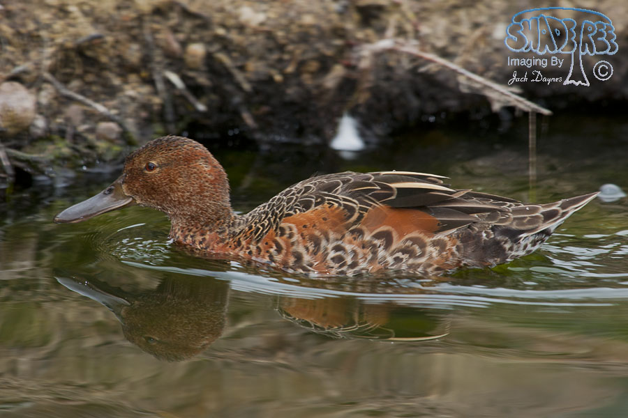 Cinnamon Teal - Spatula cyanoptera