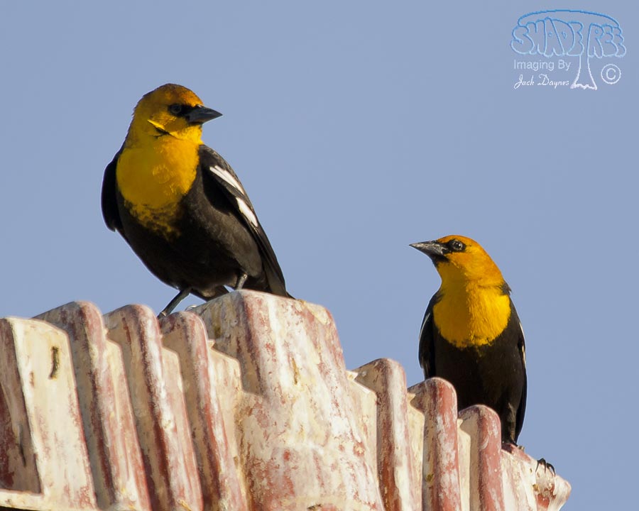 Yellow-Headed Blackbird - Xanthocephalus xanthocephalus