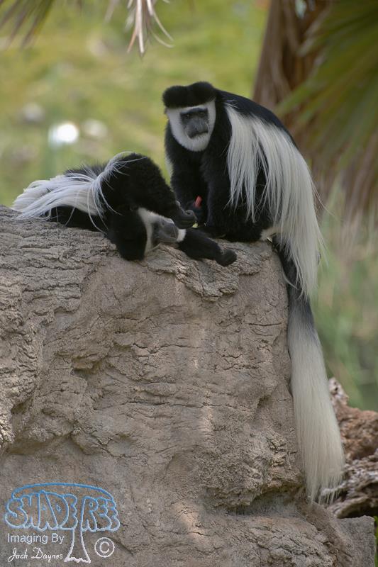 Mantled Guereza - Colobus guereza