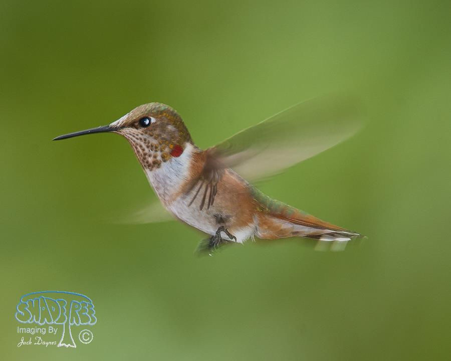 Rufous Hummingbird - Selasphorus rufus